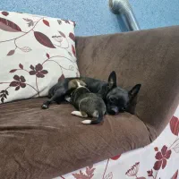 سگ شیواوا (شیهوا هوا)|سگ|رفسنجان, |دیوار