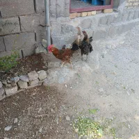جوجه