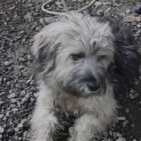 توله سگ شینزو|سگ|صومعه‌سرا, |دیوار