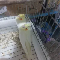 دو عدد جوجه عروس هلندی