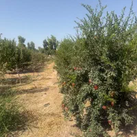 به یک کارگر اتباع با خانواده مدارک دار