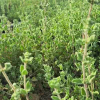 کارگرگلخانه