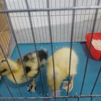 دو عدد جوجه اردک سالم|حیوانات مزرعه|شیراز, گویم|دیوار