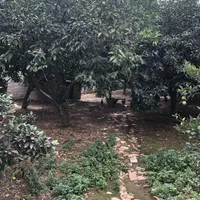 فروش باغ و خانه باسند تک برگ **تخفیف ویژه**|فروش خانه و ویلا|قائمشهر, |دیوار