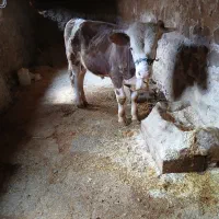 گوساله نر