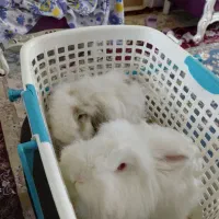 خرگوش نژادلوپ