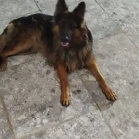 دوعدد سگ ژرمن|سگ|بوشهر, |دیوار