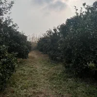 ۷ هزار متر باغ با کنتور برق و چاه با مجوز / آلونک|فروش زمین و ملک کلنگی|کیاکلا, |دیوار