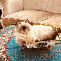 نژاد هیمالین بسیار ارام و لوس