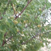 فروش باغ در جعفر آباد .چشمه کبود|فروش خانه و ویلا|سیوان, |دیوار