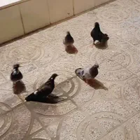 معاوضه|پرنده|جونقان, |دیوار