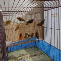 فروش  یا معاوضه قناری سرخ و شتری سرخ با رسمی بلند|پرنده|یزد, |دیوار