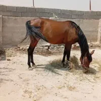 کره مادیون