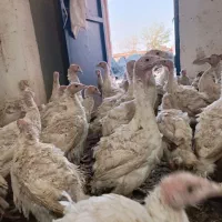 بوقلمون ۷۵روزه بیوتی فروشی ۵۰عدد