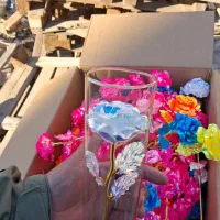 گل رز هفت رنگ رز