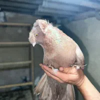 کبوتر بخارا|پرنده|رباط‌کریم, نصیرشهر|دیوار