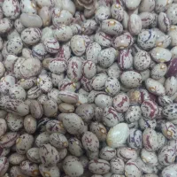 لوبیا چیتی درجه یک