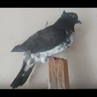 کبوتر پرشی|پرنده|قائمشهر, |دیوار