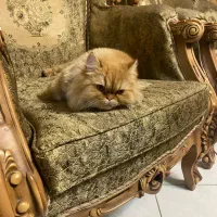 گربه پرشین|گربه|تهران, تهرانپارس غربی|دیوار