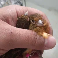 بنام خدا فروش چند عدد قناری سوخته اکات موزائیکی|پرنده|اصفهان, مولوی|دیوار