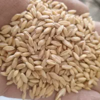 پودر جوانه گندم اصیل و سنتی|خوردنی و آشامیدنی|تهران, ترمینال جنوب|دیوار