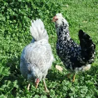 مرغ سیاه خال سوزنی نمونه