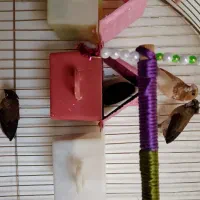 معاوضه بنگالی با فنچ گلدین|پرنده|اندیشه, اندیشه فاز ۴|دیوار