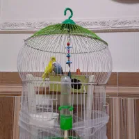 یه جفت مرغ عشق ماده پروانه ای زرد کمیاب نر معمولی