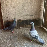 کبوتر آلمانی مسافتی پلاک دار