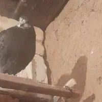 این کبوتر گم شده هرکی پیدا کنه مژده گانی میدم