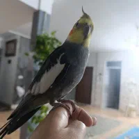 عروس هلندی دستی|پرنده|بیرجند, |دیوار