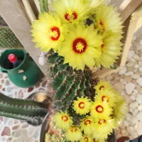 کاکتوس|گل و گیاه طبیعی|کازرون, |دیوار