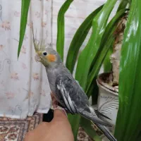 جوجه عروس هلندی 2ماهه