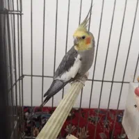 عروس هلندی نر و ماده