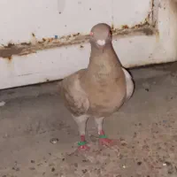 کفتر ماده