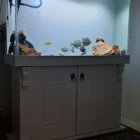 آکواریوم ۱ متر در ۸۰ در ۴۰|ماهی|اسلامشهر, زرافشان|دیوار