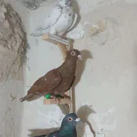 کفتر