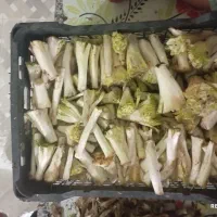 تازه و دست چین