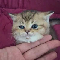 بریتیش گلد و ۱بلو