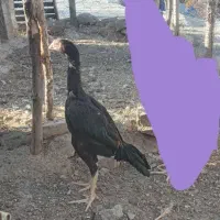 جوجه اوشامو