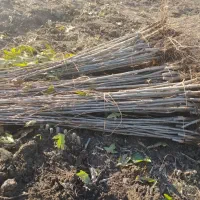 چنار|خدمات باغبانی و درختکاری|پاکدشت, پاکدشت (مامازند)|دیوار