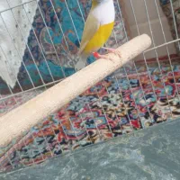 فنچ گلدین نر|پرنده|اردکان, |دیوار