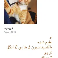 واگذاری گربه فقط در رشت