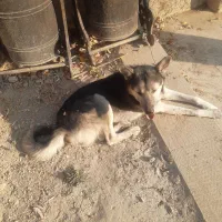 سک گرگی  ویلایی|سگ|لواسان, |دیوار