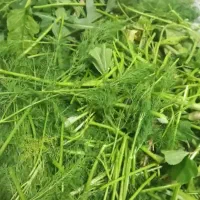 سبزی خورشتی آب پز درجه یک سبزی خام رامهرمز