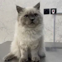 پرشین هیمالین زیبا