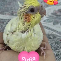 جوجه عروس هلندی لوتینو|پرنده|جهرم, |دیوار