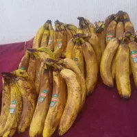 موز شیر موزی