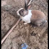 بچه خرگوش و خرگوش بالغ