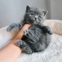 توله گربه بریتیش بلو با کیفیت